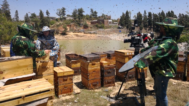“蜂”暴大片！取景云南！不用加特效，也能媲美好萊塢！ 